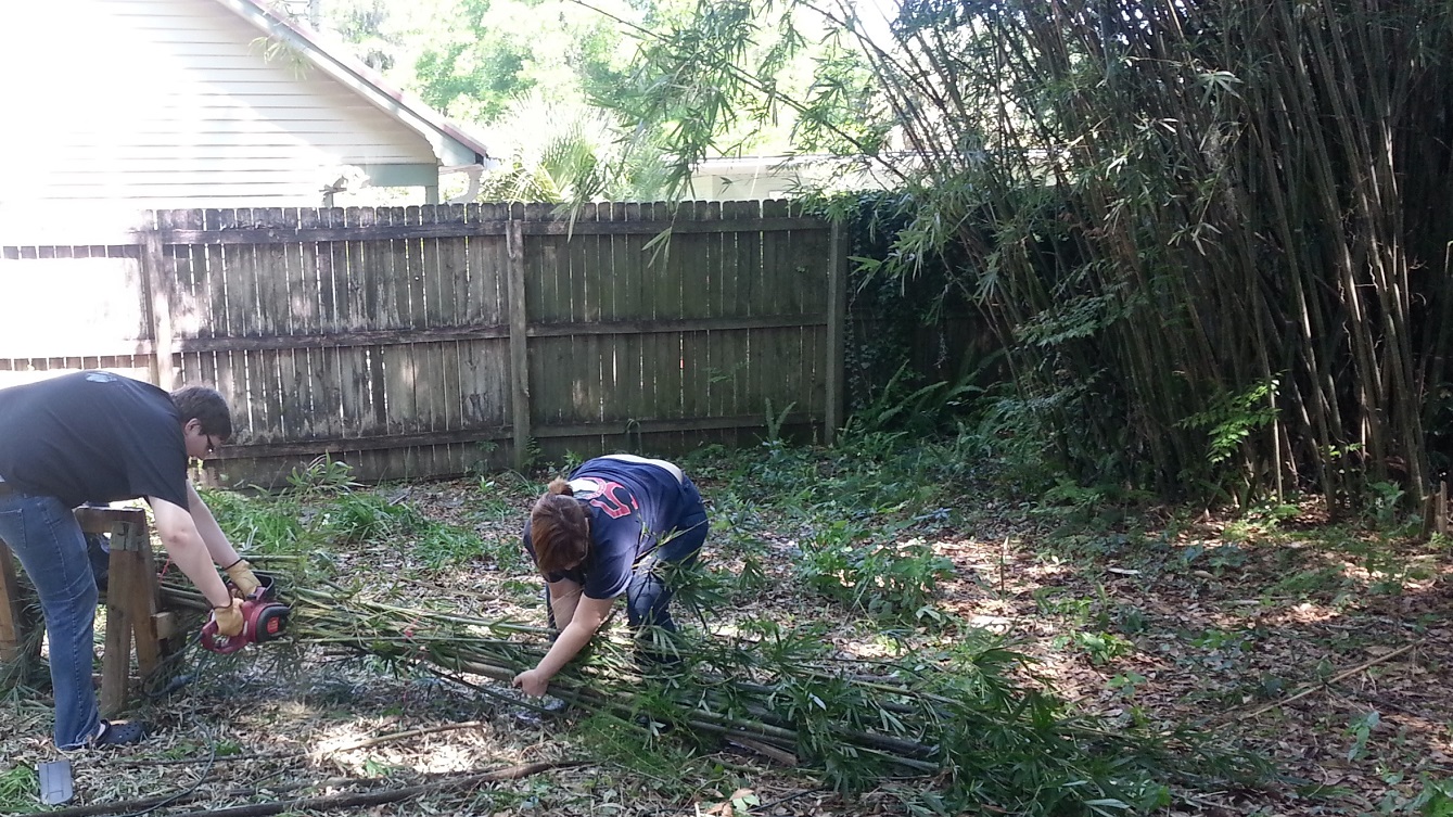 Sawing up the invasive bamboo